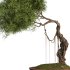 Bonsai Tree set7 - Thumbnail 5