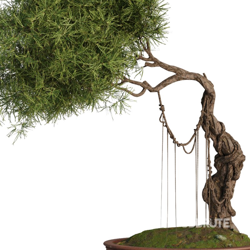 Bonsai Tree set7 Image 5