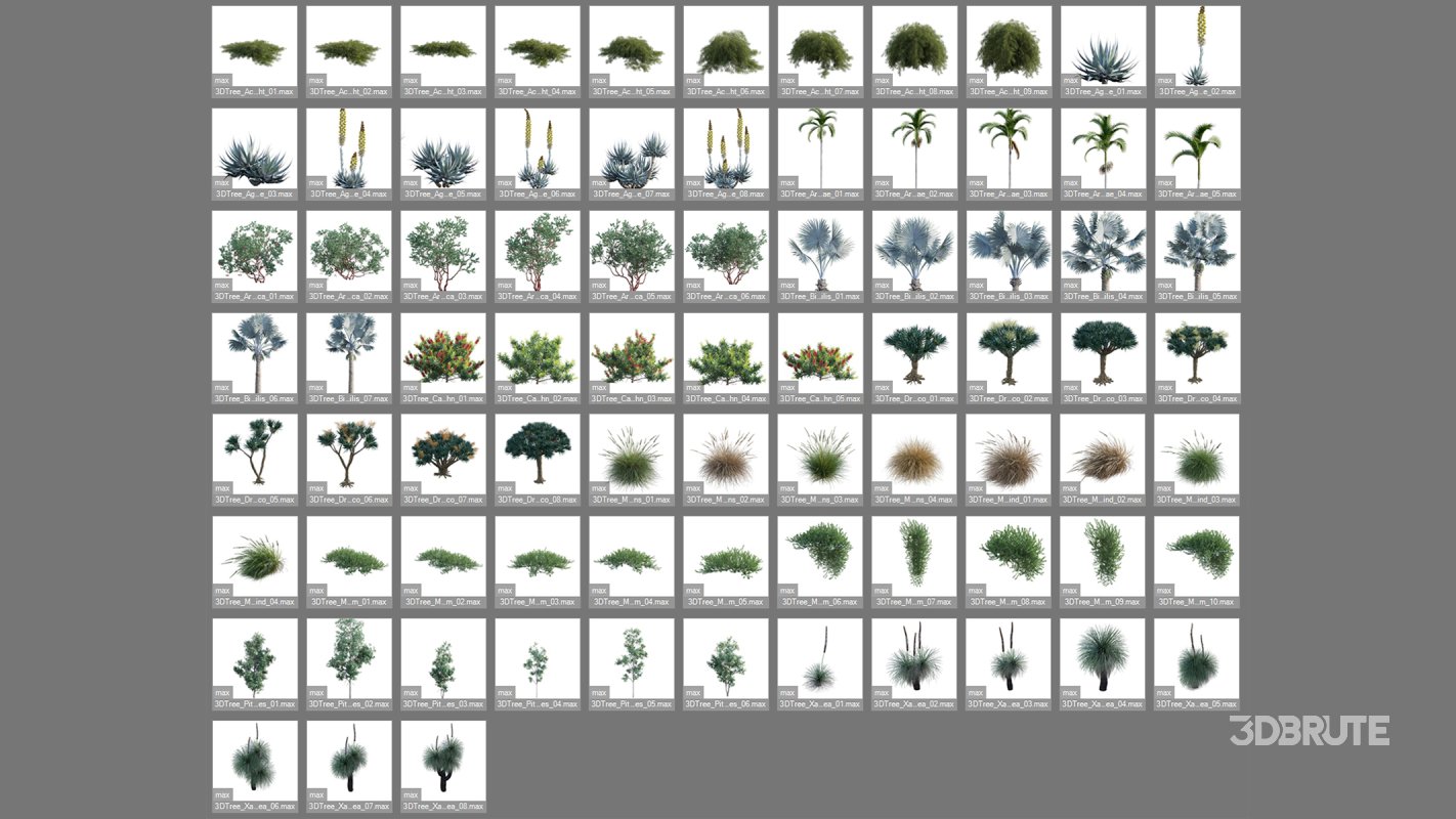 Collection 22 – Australian Plants Image 3