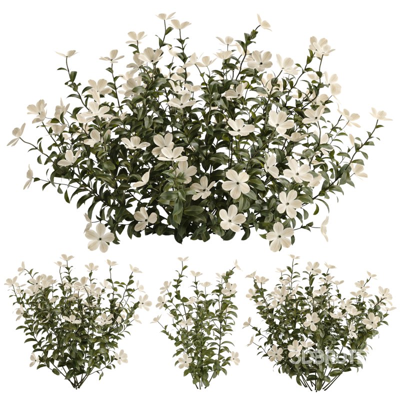 White Phlox Bush Arrangement Image 1