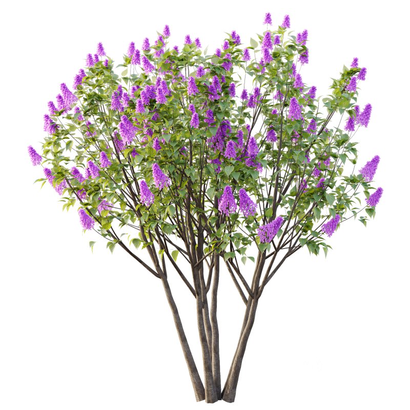 Lilac Syringa Vulgaris Tree 06 Image 4