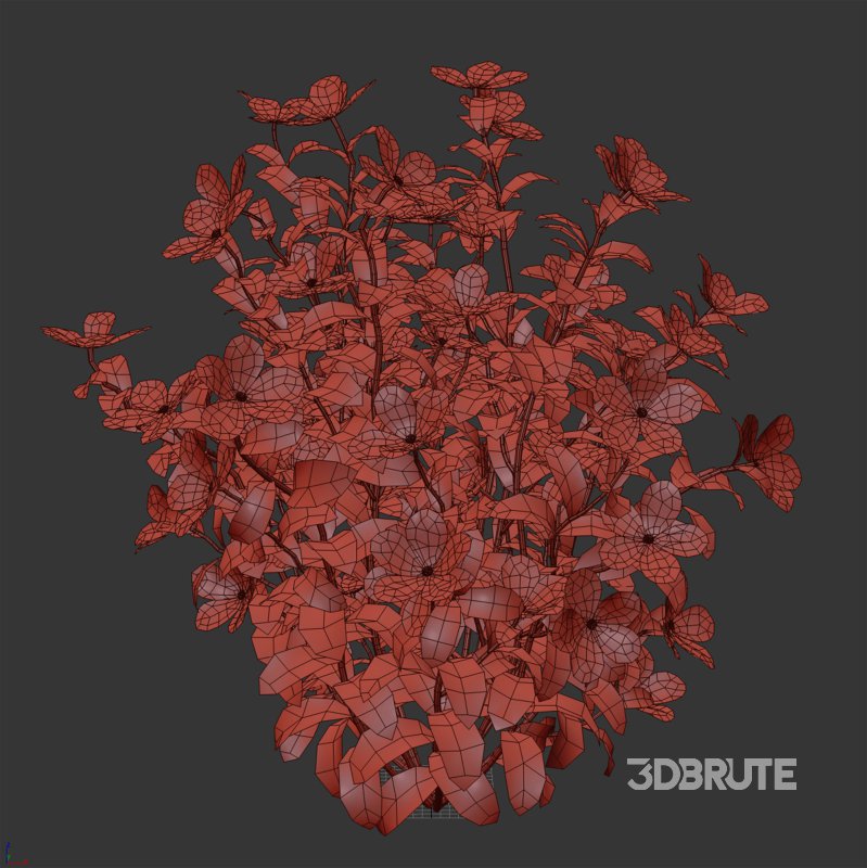 Purple Phlox Bush Arrangement Image 4