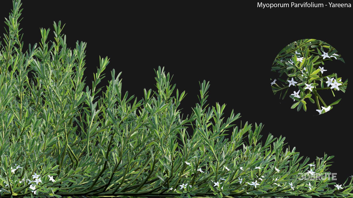 Collection 22 – Australian Plants Image 12