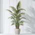 AV Indoor Plants Set 397 Zamiifolia and Giant Monstera and Dracaena Warneckii Lemon and Areca Palm - Thumbnail 12