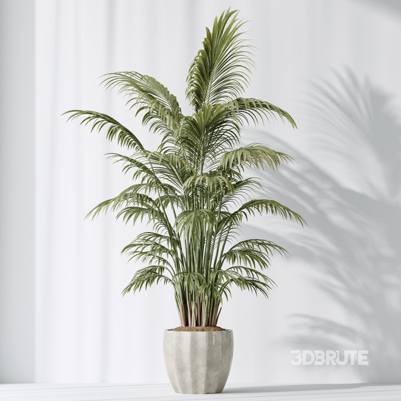 AV Indoor Plants Set 397 Zamiifolia and Giant Monstera and Dracaena Warneckii Lemon and Areca Palm Image 12