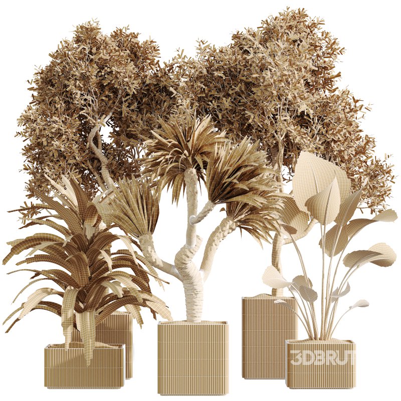 AV Indoor Plants Set 369 Olive and Banana Nicolai and Yucca Elephantipes and Dracaena Warneckii Image 6