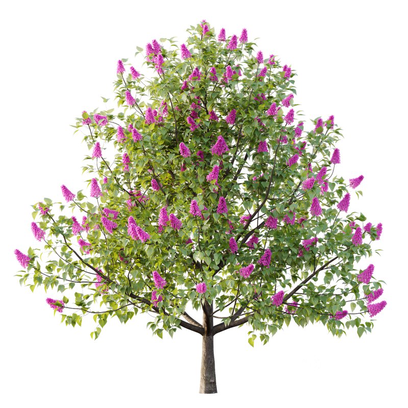 Lilac Syringa Vulgaris Tree 04 Image 4