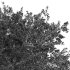 AV Water gum and Mediterranean Cypress 3Trees - Thumbnail 6