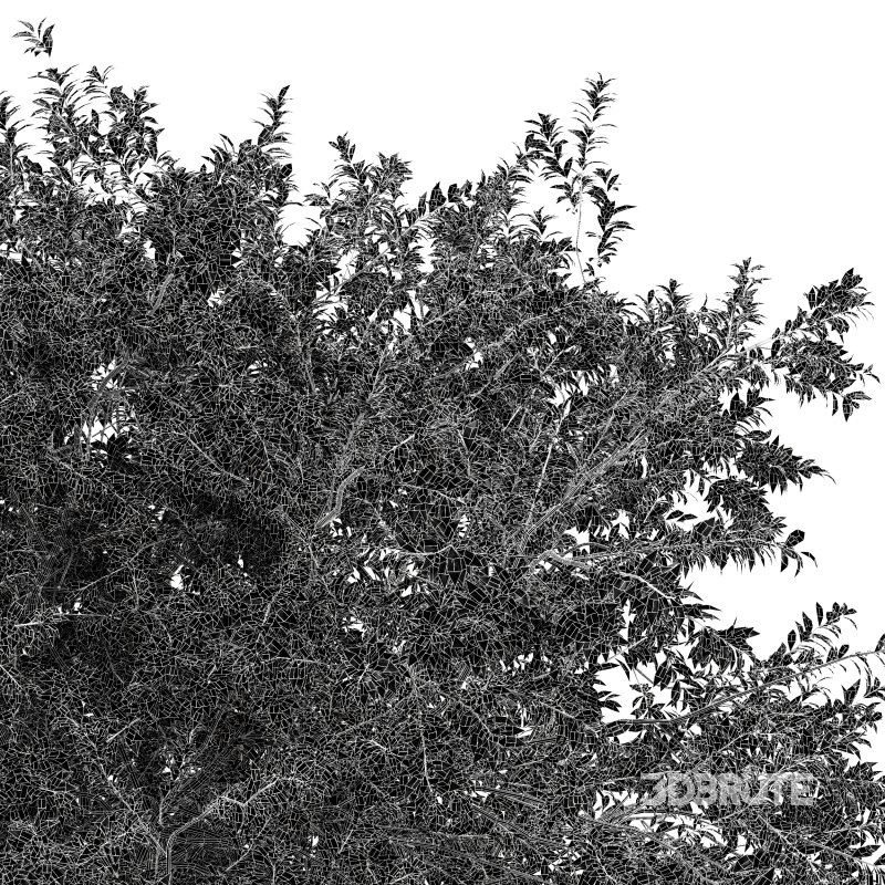 AV Water gum and Mediterranean Cypress 3Trees Image 6