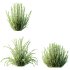 AV 6 different spring bushes Calluna Vulgaris Helena Summer Broom Heather Garden Girls - Thumbnail 5