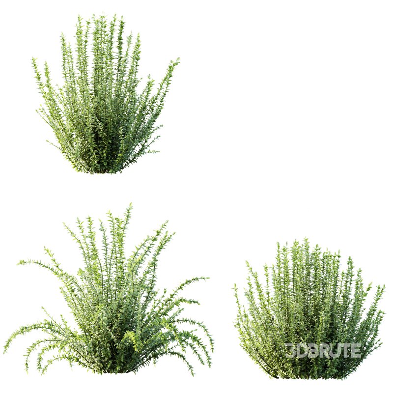 AV 6 different spring bushes Calluna Vulgaris Helena Summer Broom Heather Garden Girls Image 5