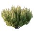 Pinus Mugo plant 07 - Thumbnail 6