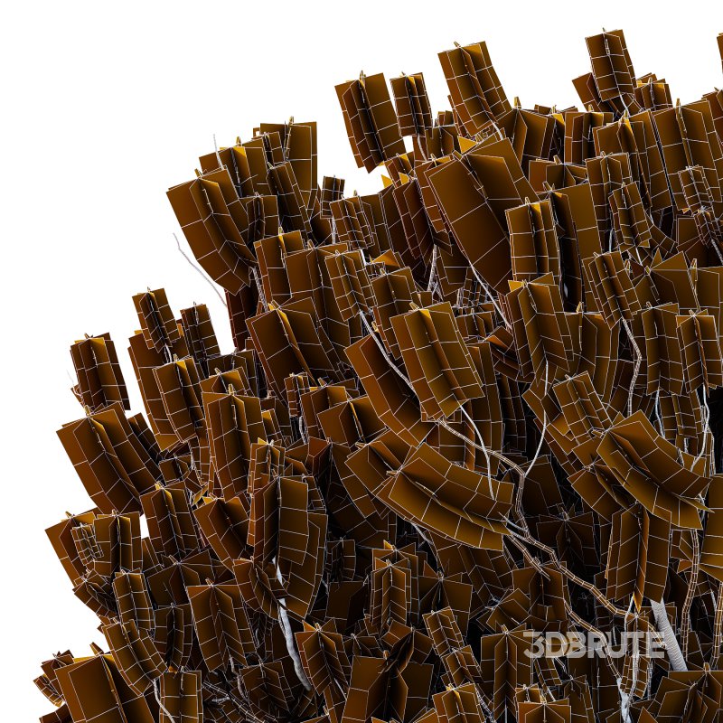 Pinus Mugo plant 04 Image 2