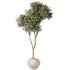 AV Indoor Plants Set 399 Olive and Dracaena Warneckii and Ficus Cyathistipula and Ficus Elastica - Thumbnail 1