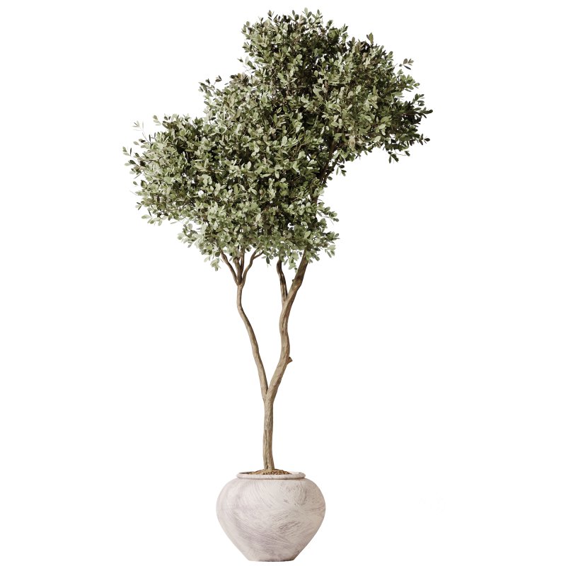 AV Indoor Plants Set 399 Olive and Dracaena Warneckii and Ficus Cyathistipula and Ficus Elastica Image 1