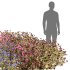 Multicolor Phlox Bush Arrangement - Thumbnail 5