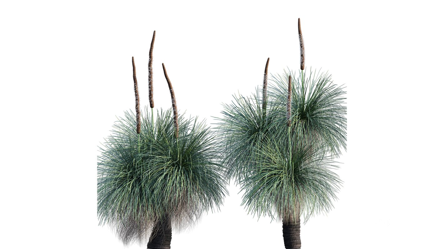 Collection 22 – Australian Plants Image 28