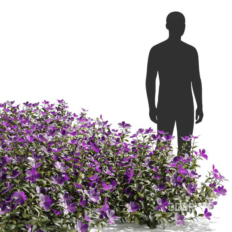 Purple Phlox Bush Arrangement Image 6