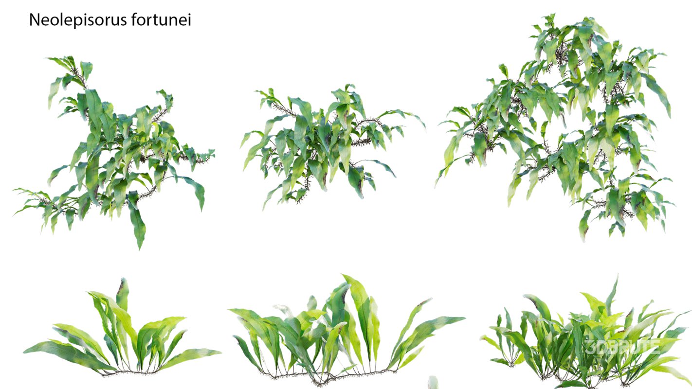 Collection 21 – Vertical garden – Green wall Image 16