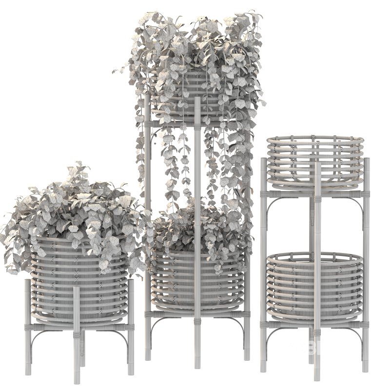 Wicker Magic Plant Image 4