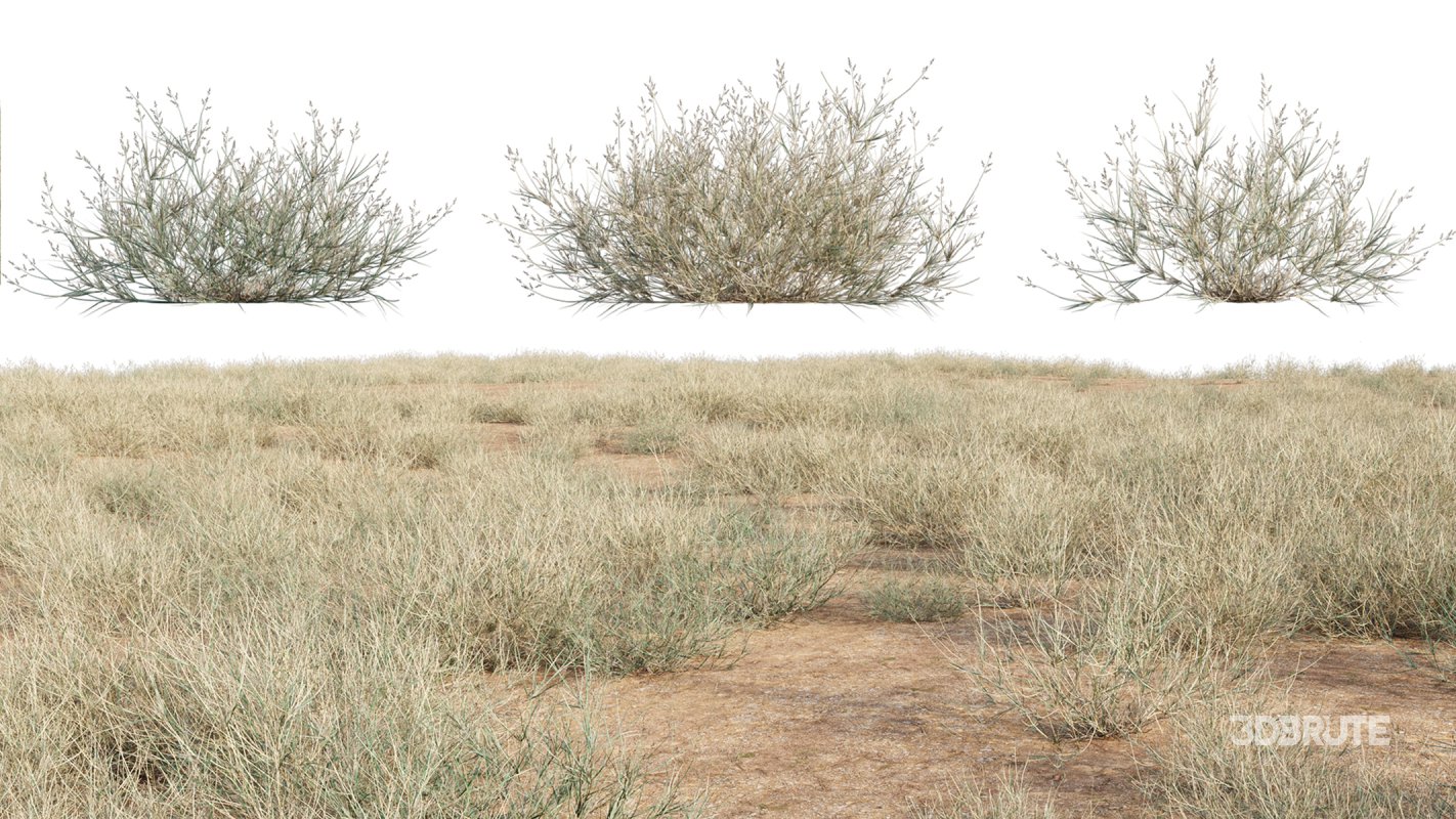 Collection 23 – Mexican Plants Image 31