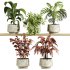 plants set on shelf - Thumbnail 1