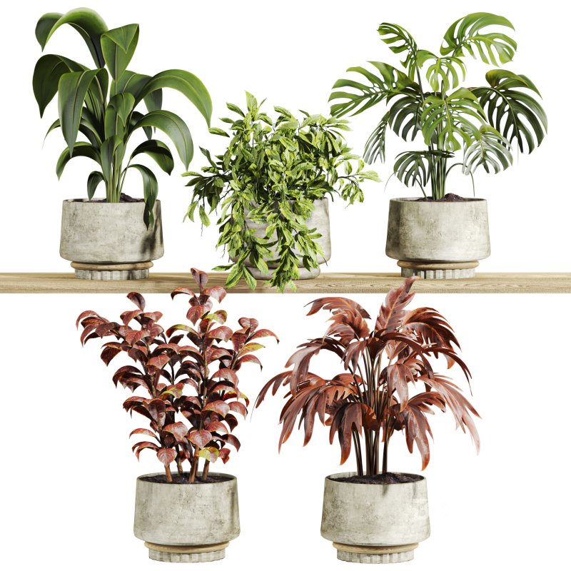plants set on shelf Image 1