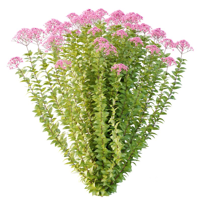 Spirea Japonica Bush 06 Image 4