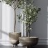 AV Indoor Plants Set 357 Olive Tree and Aspidistra Elatior and Ficus Cyathistipula and Dracaena Lemon - Thumbnail 2