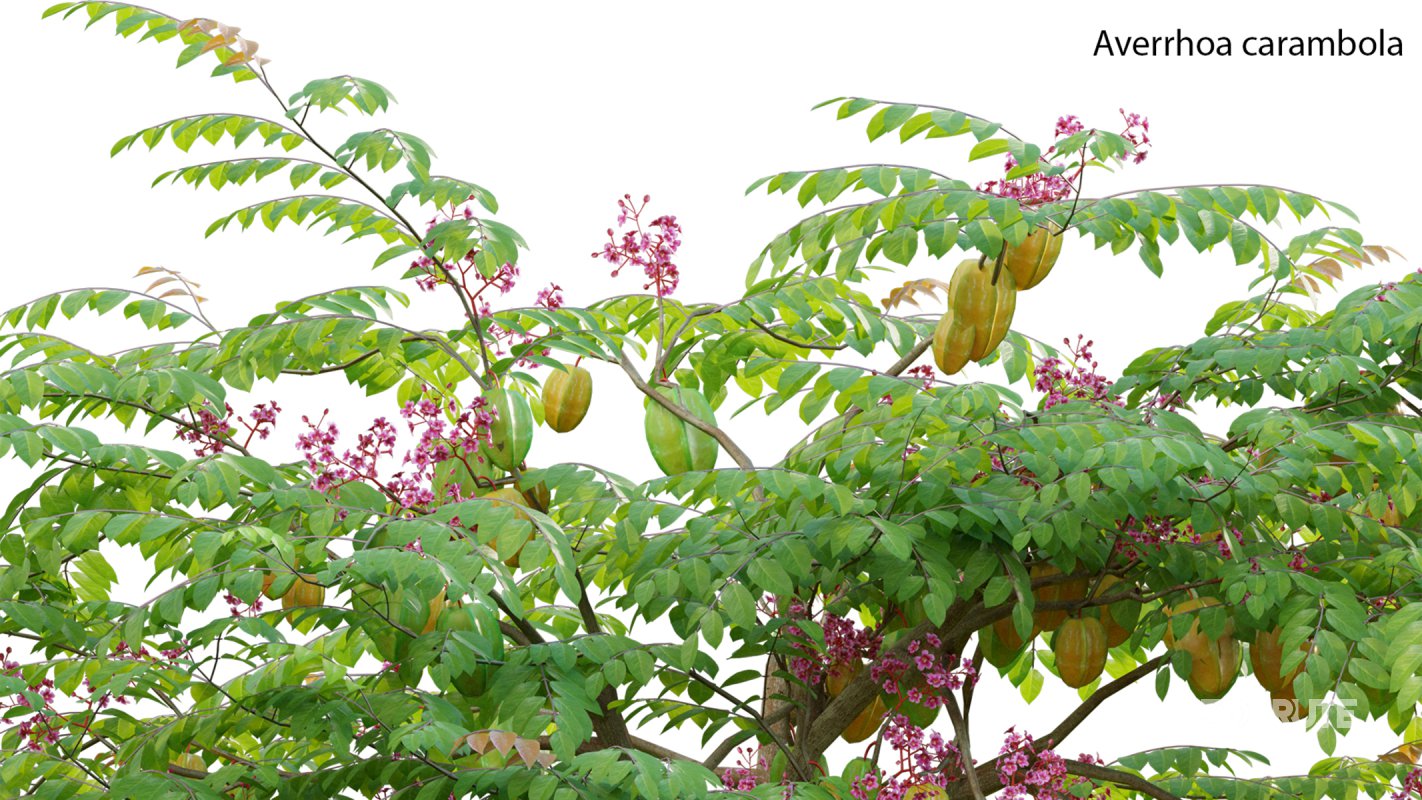 Collection 19 – Japanese garden Image 6