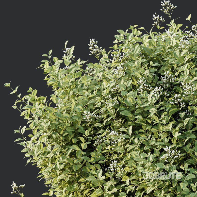 AV Ligustrum Ovalifolium Argenteum Aureum and Lavandula Pedunculata Atlantica Stoechas Subpedunculata Image 2