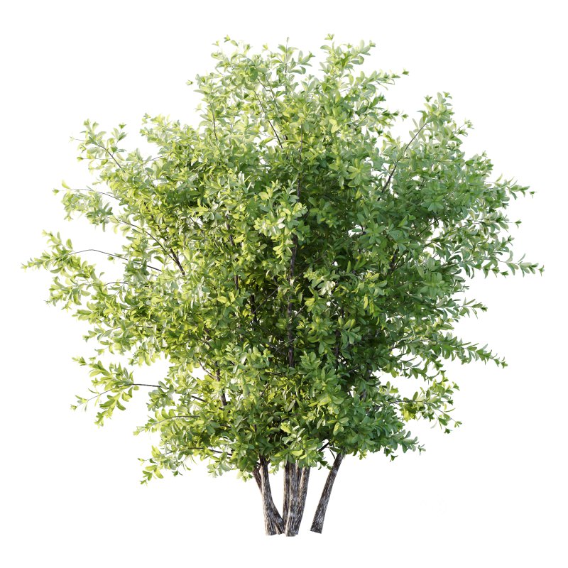 Leucophyllum frutescens Bush 05 Image 1