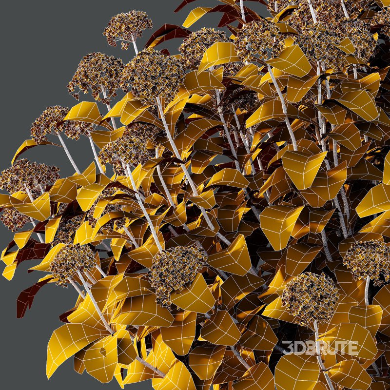 hydrangea arborescens Bush 03 Image 2