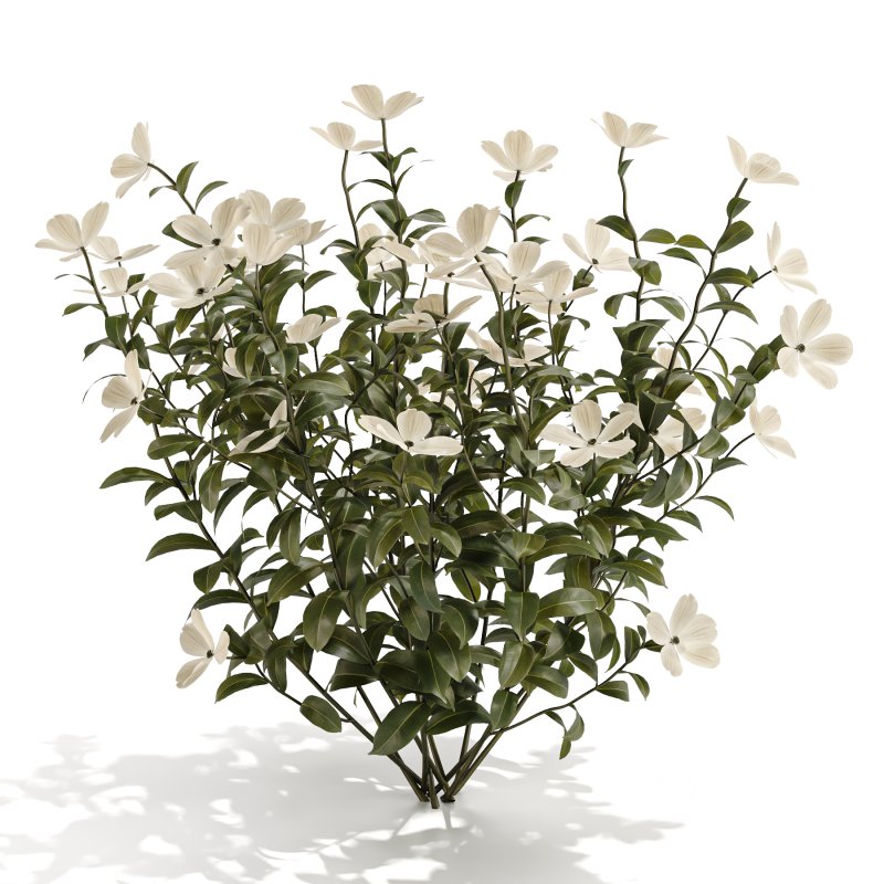 White Phlox Bush Arrangement Image 4