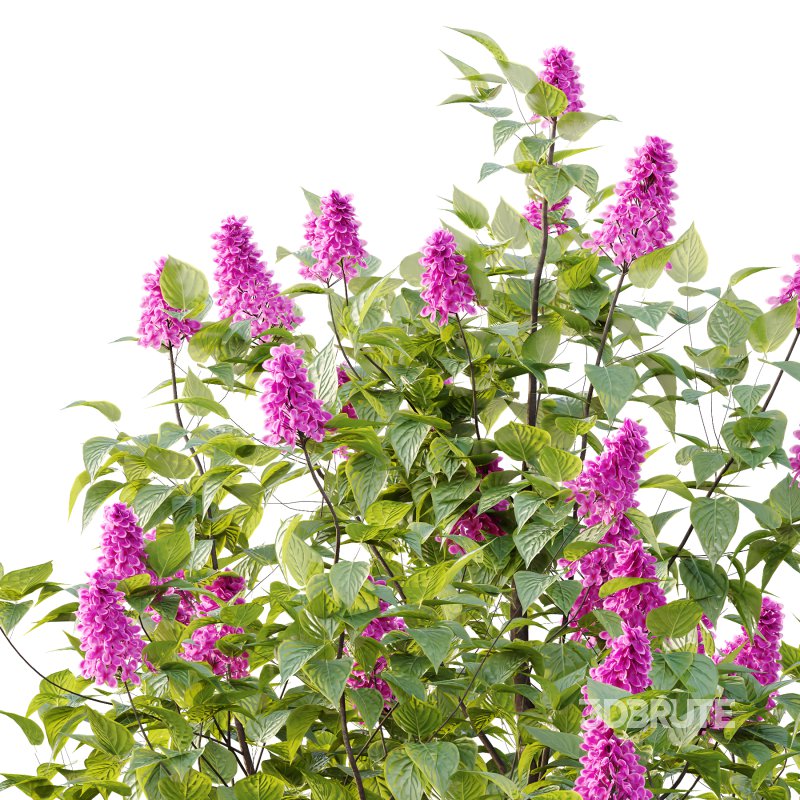 Lilac Syringa Vulgaris Tree 04 Image 1