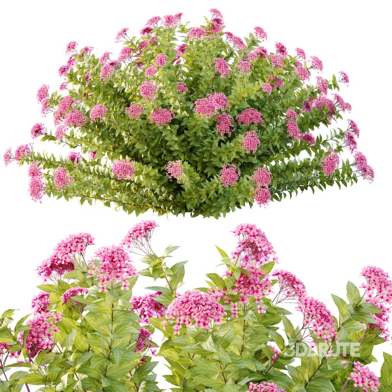 Spirea Japonica Bush 09 Image 4