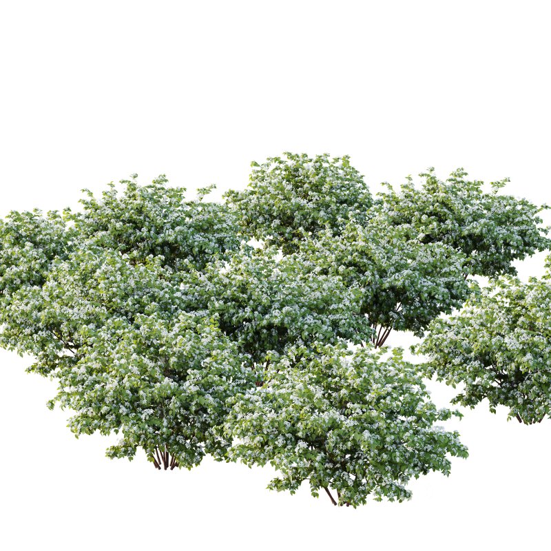 Philadelphia Bush 04 Image 2