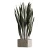 AV Indoor Plants Set 390 Warneckii Lemon and Olive and Green Sansevieria and Calathea Lutea - Thumbnail 4