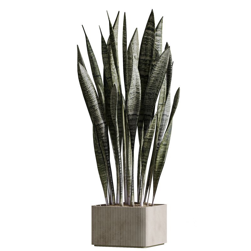 AV Indoor Plants Set 390 Warneckii Lemon and Olive and Green Sansevieria and Calathea Lutea Image 4