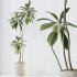 AV Indoor Plants Set 396 Dypsis Lutescens and Ficus Cyathistipula and Cyara Areca Palm - Thumbnail 6
