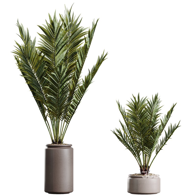 AV Indoor Plants Set 394 Cyara Palm and Mission olive and Elegant Monstera and Cunjevoi Alocasia Image 3