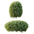 ntal shrubs, carefully crafted for high-quality landscape and architectural visualization. - Thumbnail 6