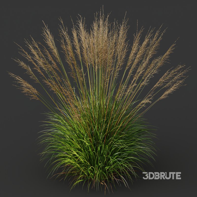 ntal grasses, designed for photorealistic landscape visualizations. Image 2