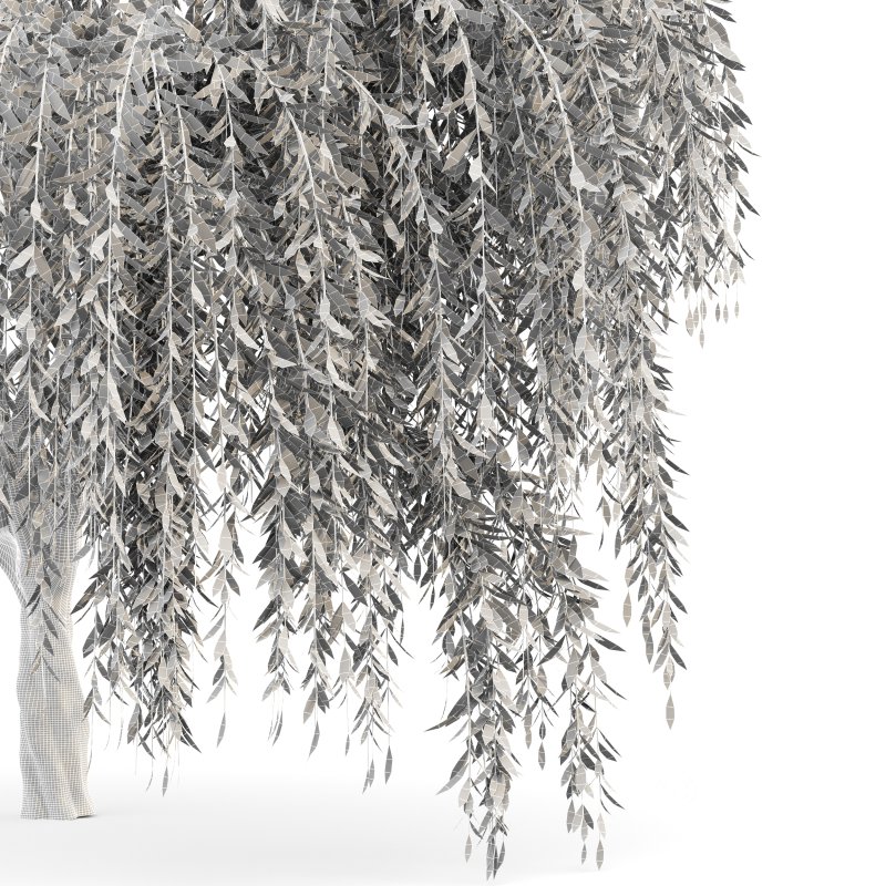 AV Weeping willow and Birch 2trees Image 4