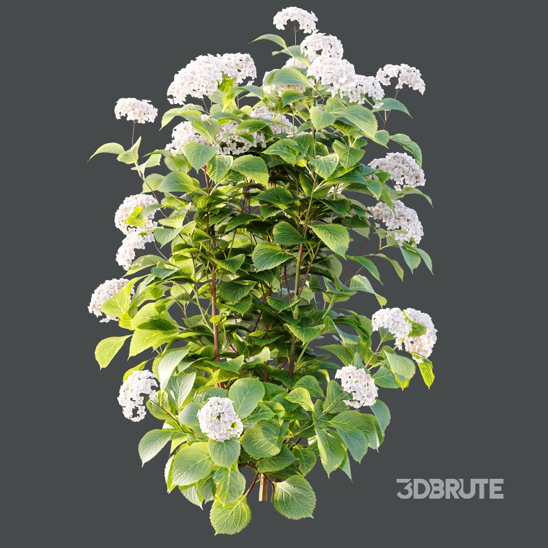 hydrangea arborescens Bush 09 Image 3