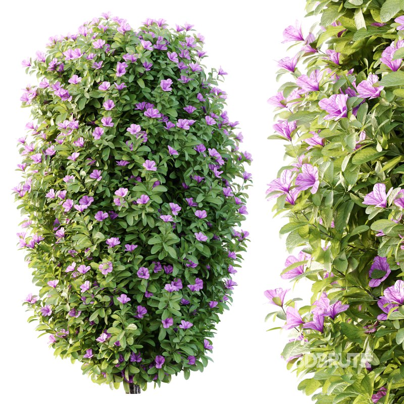 Leucophyllum frutescens Bush 09 Image 6