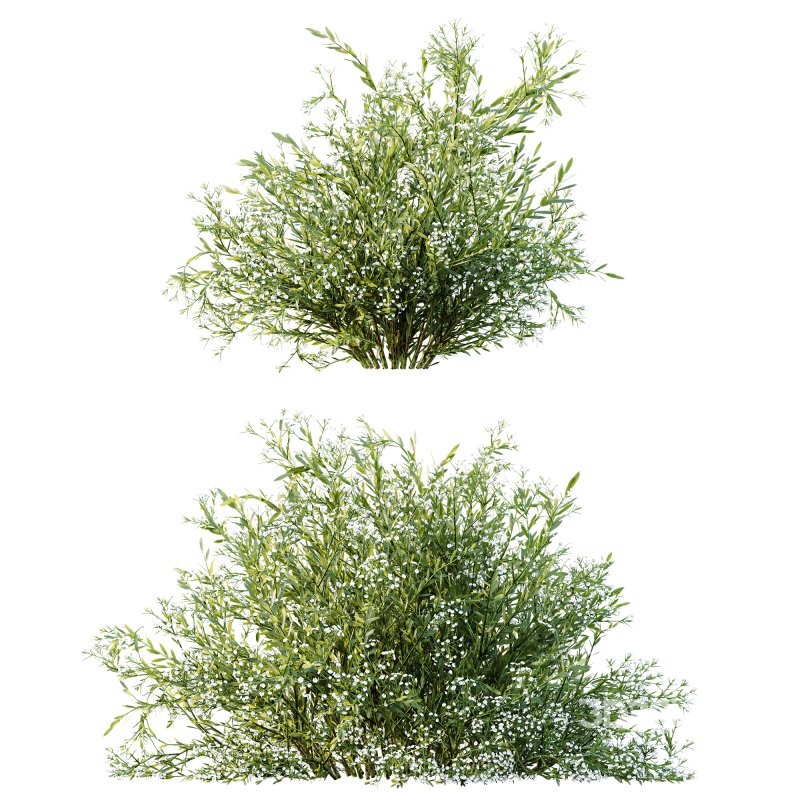 ntal shrubs inspired by species such as Spiraea Cinerea and Coleonema Pulchrum. Their delicate white blooms and airy branch structures make them perfect for spring gardens, walkways, and natural park compositions. The subtle variation in height, leaf density, and shape ensures visual richness and realism from any camera distance. Image 5