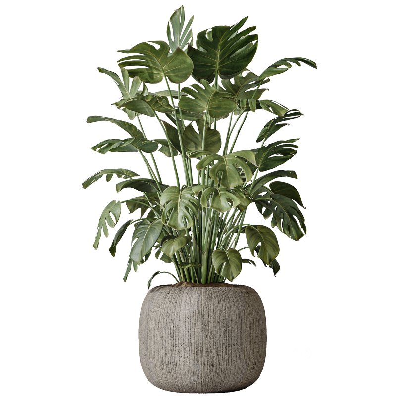 AV Indoor Plants Set 397 Zamiifolia and Giant Monstera and Dracaena Warneckii Lemon and Areca Palm Image 3