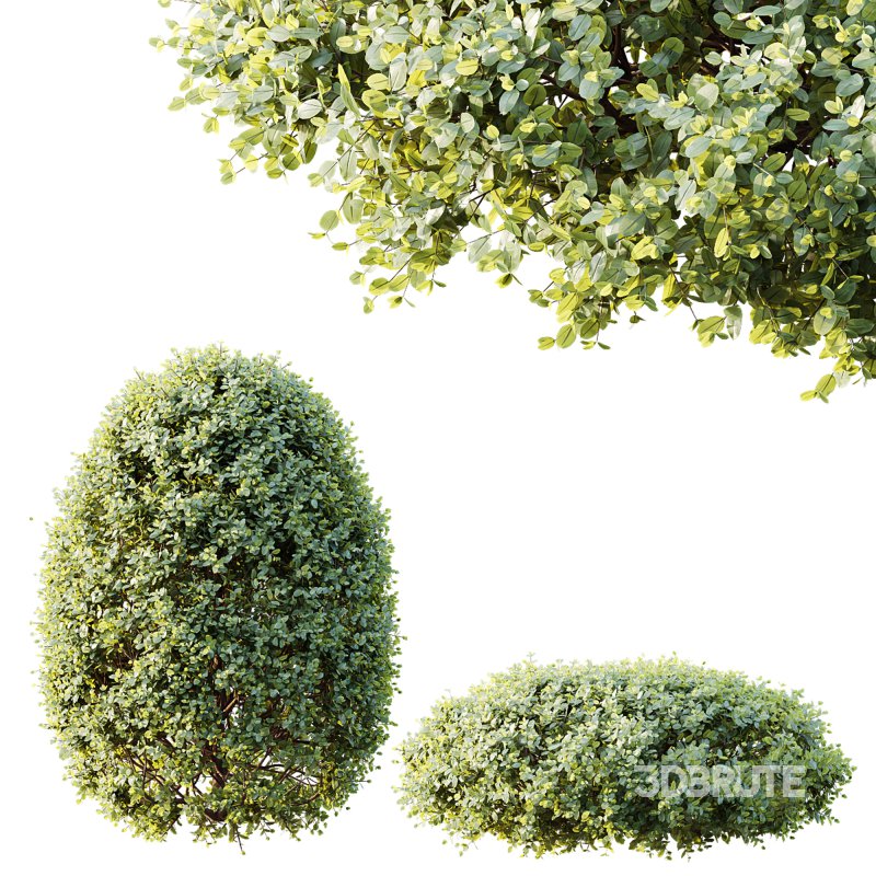 ntal compositions due to its elegant texture and year-round foliage. Image 3