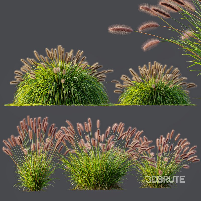 ntal fountain grass, designed for realistic exterior and landscape visualizations. Image 8